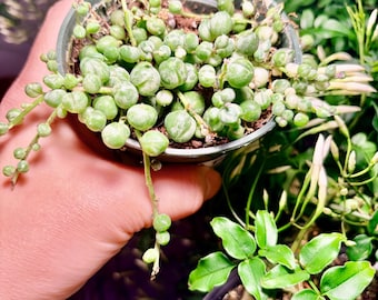 String of pearls variegated-Extremely Rare - UPshining Houseplant Shop Schenectady NY