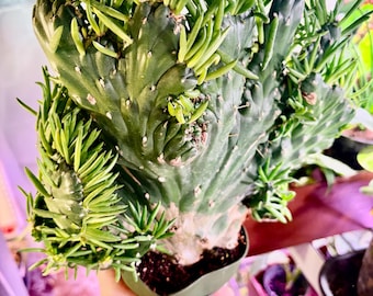 Opuntia subulata cristata - Extremely Rare - UPshining Houseplant Shop Schenectady NY