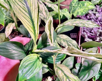 variegated sensation plant - Extremely Rare - UPshining Houseplant Shop Schenectady NY
