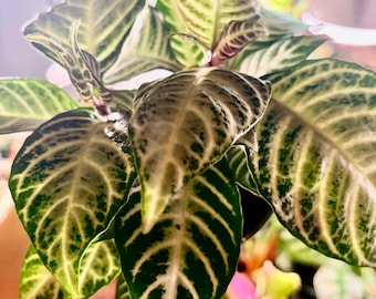 Planta cebra variegada - Extremadamente rara - Tienda de plantas de interior UPshining, Schenectady, NY