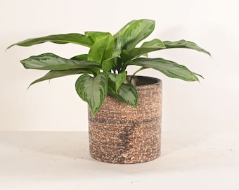 Live Aglaonema Chinese Evergreen Plant Silver Bay(without Pot)