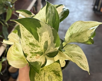 Pothos manjula, planta viva, plantas de interior vivas, UPshining Houseplant Shop, Schenectady, NY