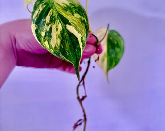 Extremely Rare philodendron micans variegated high variegation bare root ship from NY indoor live plant UPshining