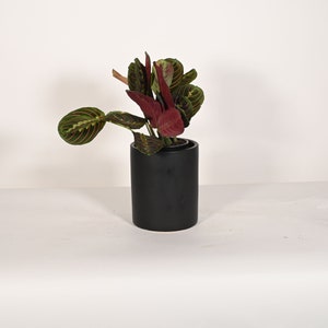 May include: A potted plant with green and red leaves in a black cylindrical pot. The plant is on a white surface.