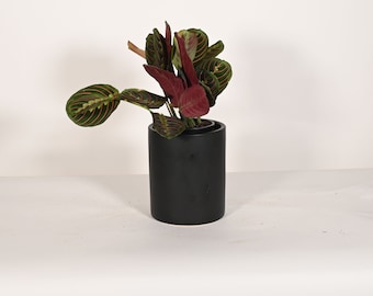 Planta viva Planta de oración Maranta con maceta de cerámica de 5” Maceta de interior Planta en maceta Maceta cilíndrica Planta de interior
