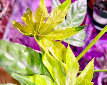 fatsia japonica variegated -Extremely Rare - UPshining Houseplant Shop Schenectady NY