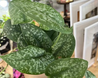 Plantas de regalo - Planta viva Scindapsus silver splash Plantas de interior Tienda de plantas de interior UPshining Schenectady NY