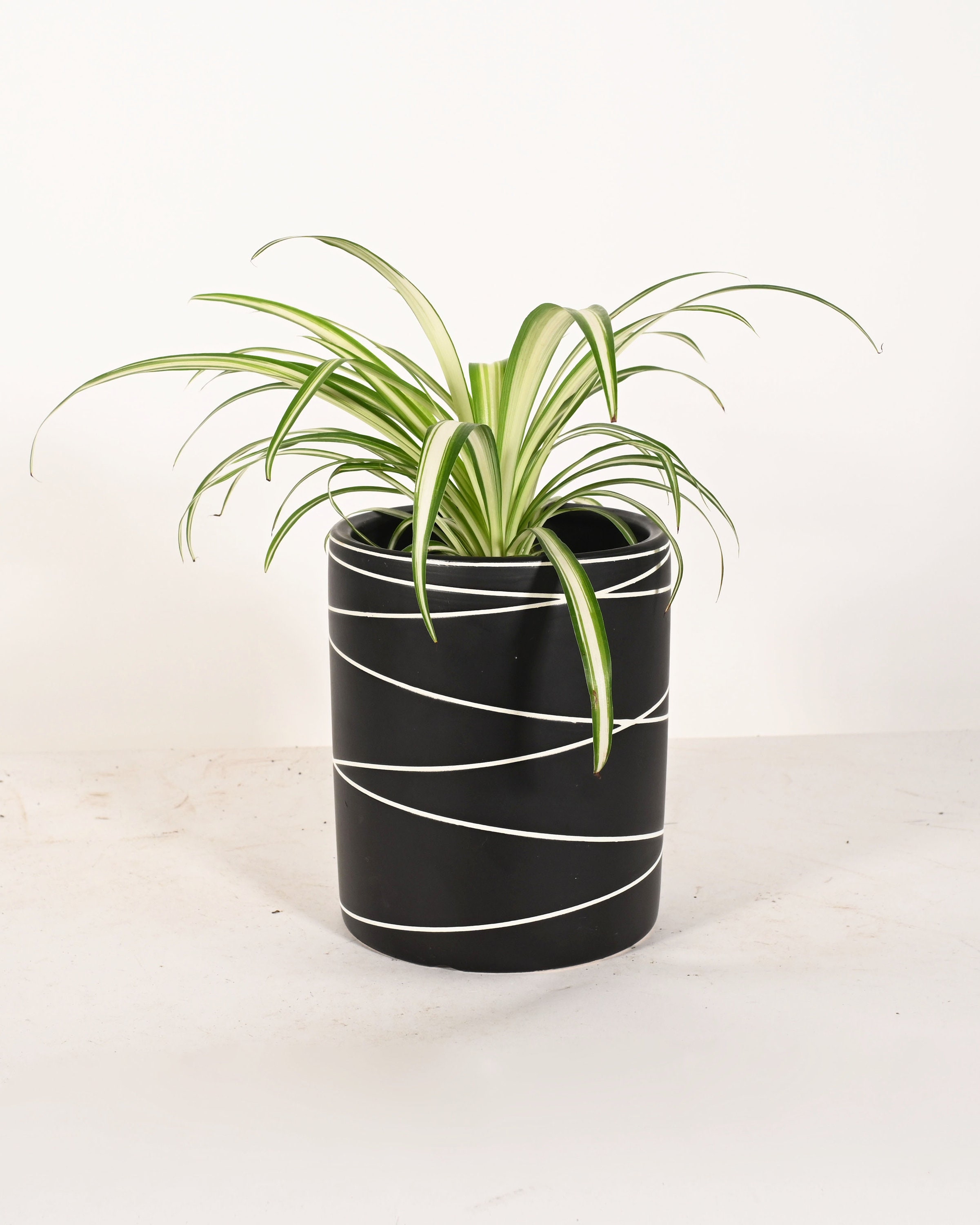 Live Plant Spider Plant With 6 Indoor Ceramic Planter Etsy