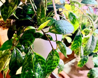 lipstick black pagoda- Extremely Rare - UPshining Houseplant Shop Schenectady NY