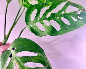 Monstera Esqueleto - 1 leaf Rooted 4'' inches Pot - UPshining Houseplant Shop Schenectady NY