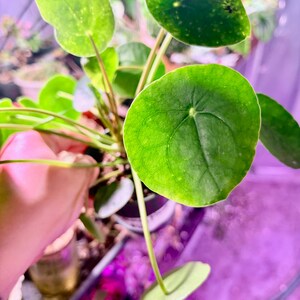 Op de afbeelding: Close-up van een Pilea peperomioides plant, ook bekend als de Chinese geldplant. De plant heeft heldergroene, ronde bladeren met prominente nerven. De bladeren zijn bevestigd aan slanke, lichtgroene stelen. De achtergrond heeft een zachte paarse tint.