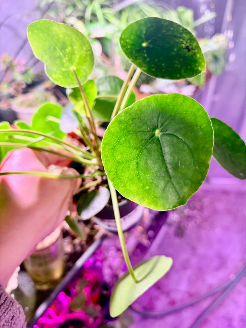 Op de afbeelding: Close-up van een Pilea peperomioides plant, ook bekend als de Chinese geldplant. De plant heeft heldergroene, ronde bladeren met prominente nerven. De bladeren zijn bevestigd aan slanke, lichtgroene stelen. De achtergrond heeft een zachte paarse tint.