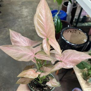 May include: A pink and green houseplant with large, heart-shaped leaves. The plant is potted in a small brown pot.