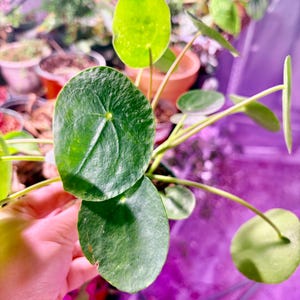 Alocasia Odora Batik variegated-Extremely Rare - UPshining Houseplant Shop Schenectady NY afbeelding 1