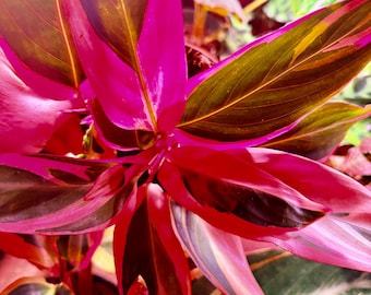 Triostar Stromanthe - Extremely Rare - UPshining Houseplant Shop Schenectady NY