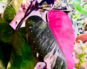 Philodendron pink princess not tissue culture high variegated-Extremely Rare - UPshining Houseplant Shop Schenectady NY