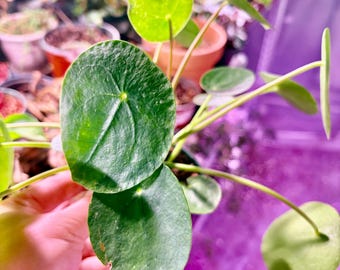 Money plant Pilea peperomia - Extremely Rare - UPshining Houseplant Shop Schenectady NY