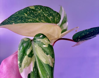 Philodendron glorisum tricolor bare root - Extremely Rare - UPshining Houseplant Shop Schenectady NY