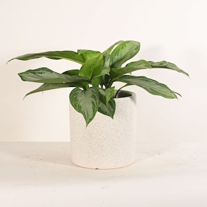 May include: A potted Aglaonema plant with large, green and silver leaves. The plant is in a white speckled ceramic pot. The pot has a cylindrical shape and a smooth, light gray rim. The plant is set against a white background.