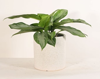 Live Chinese Evergreen Plant Indoor  Plant UPshining pot Not included