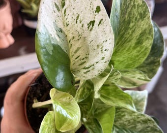 Pothos Marble Queen enraizado - Plantas de UPshining Schenectady NY