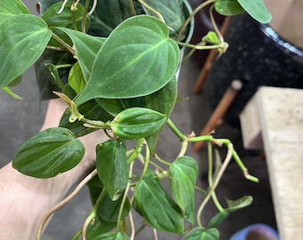 Planta viva de interior Philodendron Micans velvet - Tienda de plantas de interior UPshining Schenectady NY
