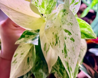 Extremely Rare Pothos snow queen high variegation potted in soil ship from NY indoor live plant UPshining