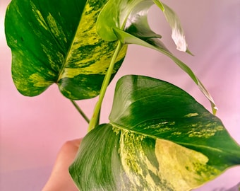 Monstera aurea rare philodendron monstera bare root indoor plants UPshining Houseplant Shop Schenectady NY