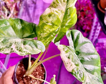 Alocasia Odora Batik variegated-Extremely Rare - UPshining Houseplant Shop Schenectady NY