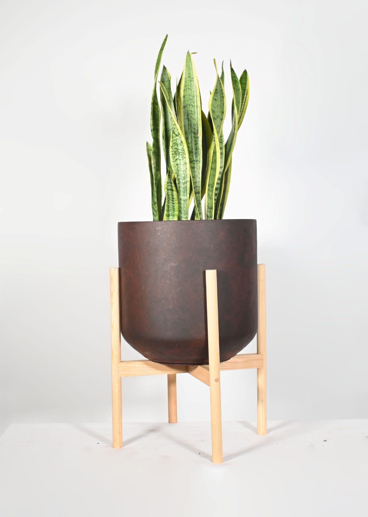 Live Plant Snake Plant With Extra Large 13 Ceramic Pots Etsy