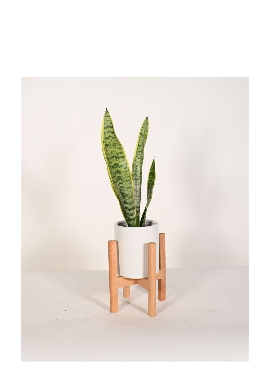 Live Plant Snake Plant With Small 5 Indoor Ceramic - Etsy