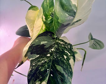 Epi pinnatum albo variegated high variegation -Extremely Rare - UPshining Houseplant Shop Schenectady NY