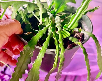 Extremadamente raro: cactus zig tzag en maceta con tierra. Tienda de plantas de interior UPshining, Schenectady, NY.