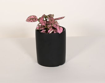 Planta viva de lunares con maceta de cerámica de 5"