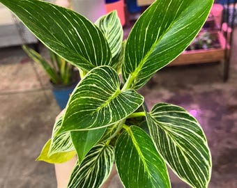 Live Plant philodendron birkin rare plant UPshining Houseplant Shop Schenectady NY