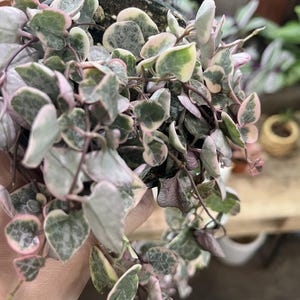 May include: A String of Hearts plant in a green pot. The trailing vines are covered in heart-shaped leaves with green, white, and pink variegation. The plant is held in a hand, with other plants visible in the background.