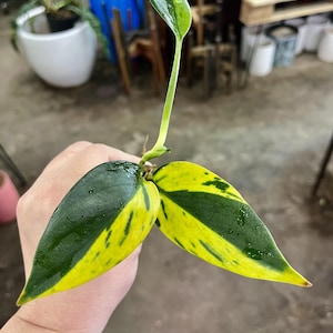 Rare Live Plants - Live Houseplants - Live Indoor Plants Scindapsus Coriaceus Plant Gift UPshining Houseplant Shop