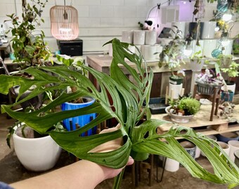 Live Plant monstera esqueleto rare indoor plant UPshining Houseplant Shop Schenectady NY