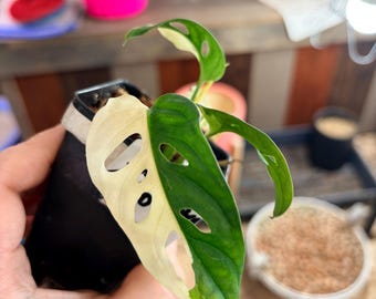 Monstera adansoii albo extremadamente rara en el suelo, planta viva de interior UPshining