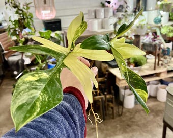 Philodendron Florida Beauty variegated high variegation -Extremely Rare - UPshining Houseplant Shop Schenectady NY