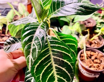 Zebra plant - Extremely Rare - UPshining Houseplant Shop Schenectady NY