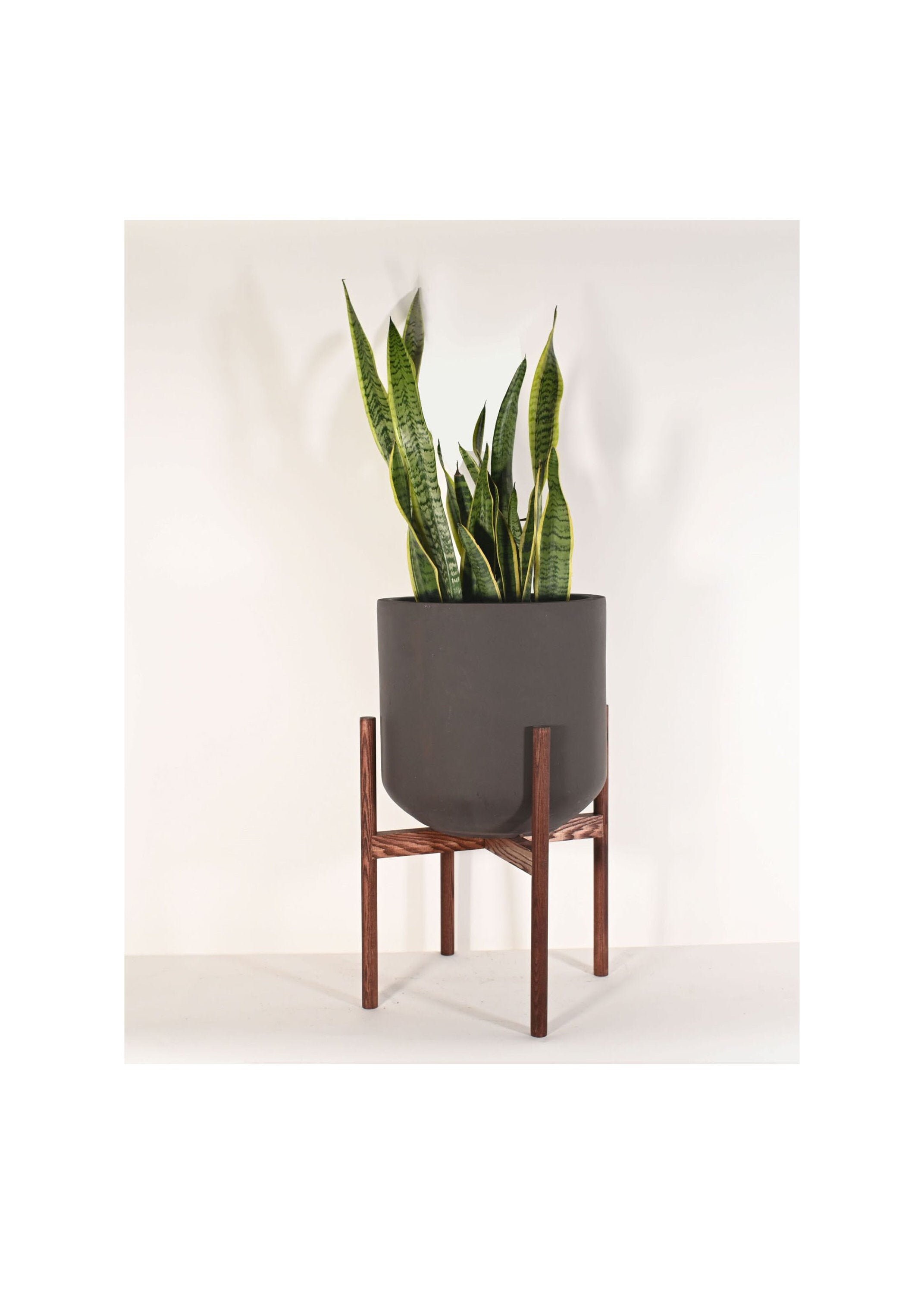 Extra Large Snake Plant