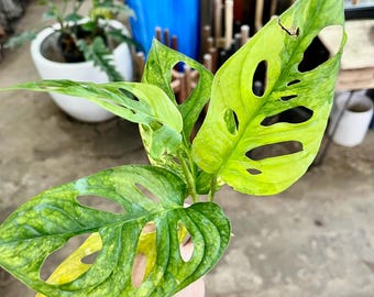 Monstera adansoii aurea, esqueje de planta de interior viva extremadamente rara UPshining