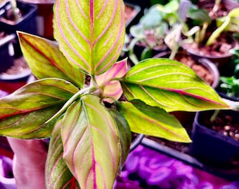 Aglaonema red vein- Extremely Rare - UPshining Houseplant Shop Schenectady NY