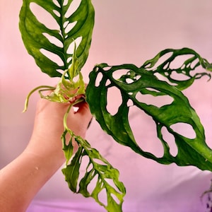 May include: Close-up of a vibrant green Monstera Adansonii plant. The leaves have unique, irregular holes, creating a distinctive pattern. The plant is held against a soft pink and white background, highlighting its fresh, natural color.