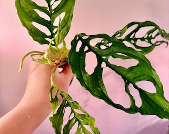 Live Plant monstera obliqua bare root  ship from NY