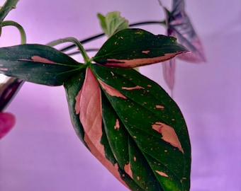 Syngonium pink splash variegated de raíz desnuda - Extremadamente raro - Tienda de plantas de interior UPshining, Schenectady, NY