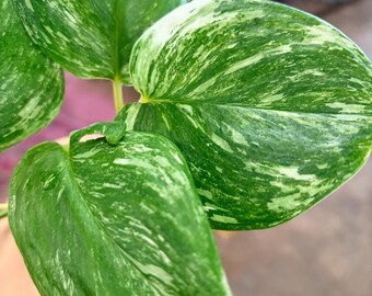 Extremely Rare scindapsus Truebii marble high variegation bare roots indoor plant UPshining Houseplant Schenectady NY