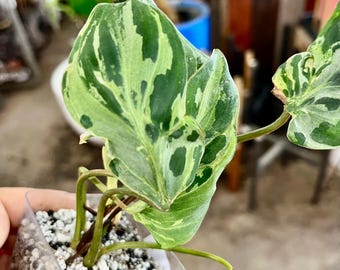 Extremely Rare philodendron glorisum variegated snow leopard high variegation potted in soil ship from NY indoor live plant UPshining