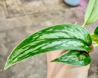 Extremely Rare scindapsus green  tombak bare root ship from NY indoor live plant UPshining
